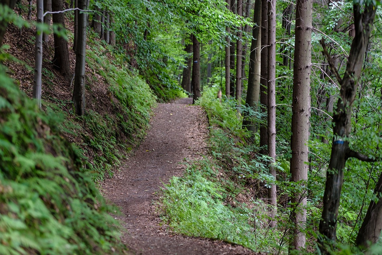 5. Yürüyüş ve Trekkingin Sağlık Faydaları